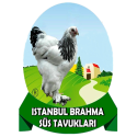 Brahma Süs Tavukları